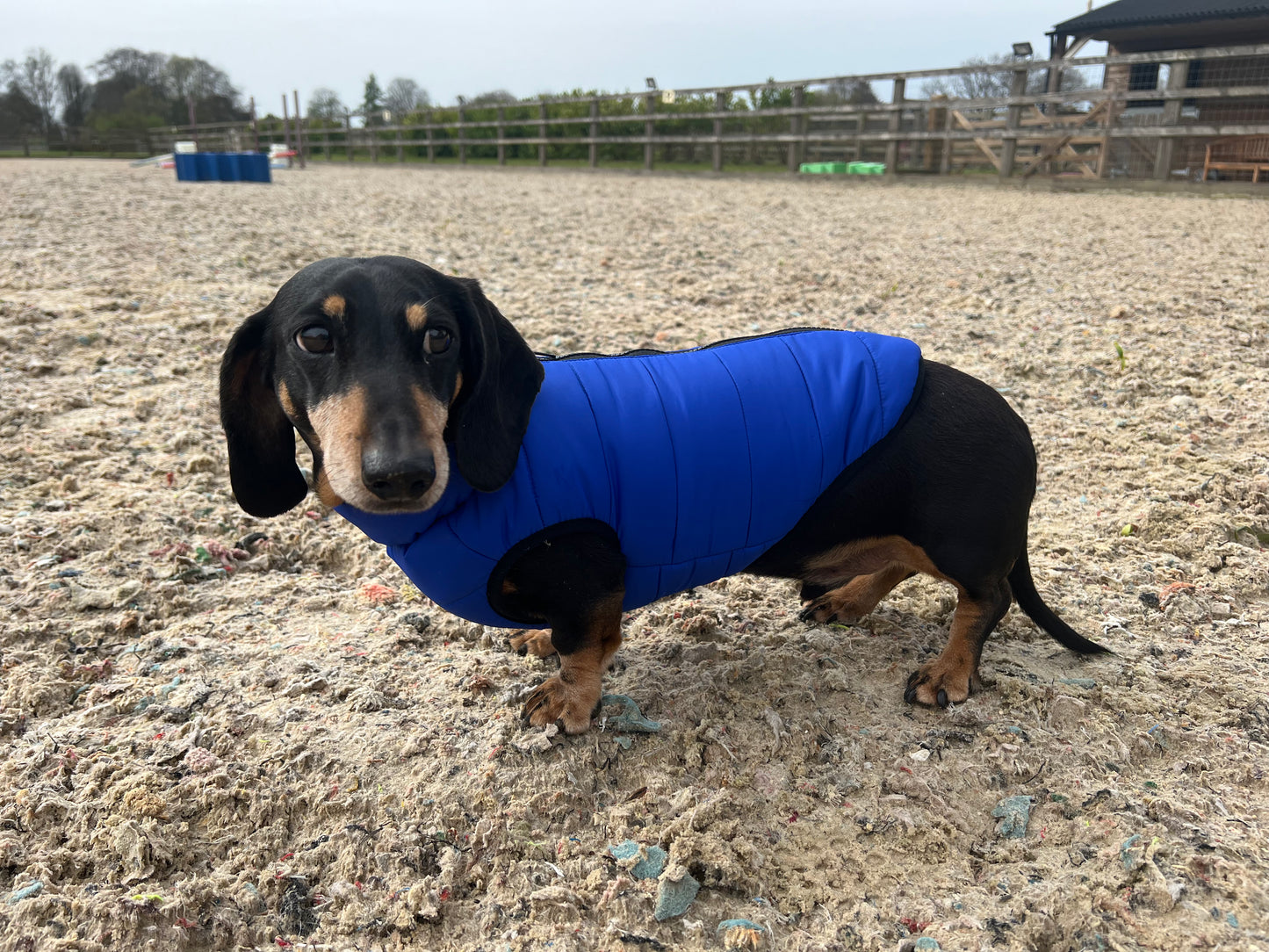 Royal Blue Dog Puffer Coat X-Small